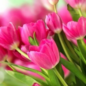 Meet your Posher, Karen